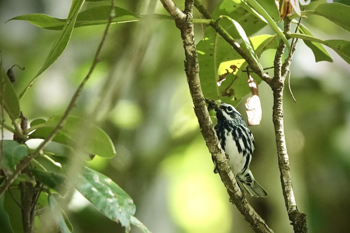 Black-and-white Warbler - ML619752141
