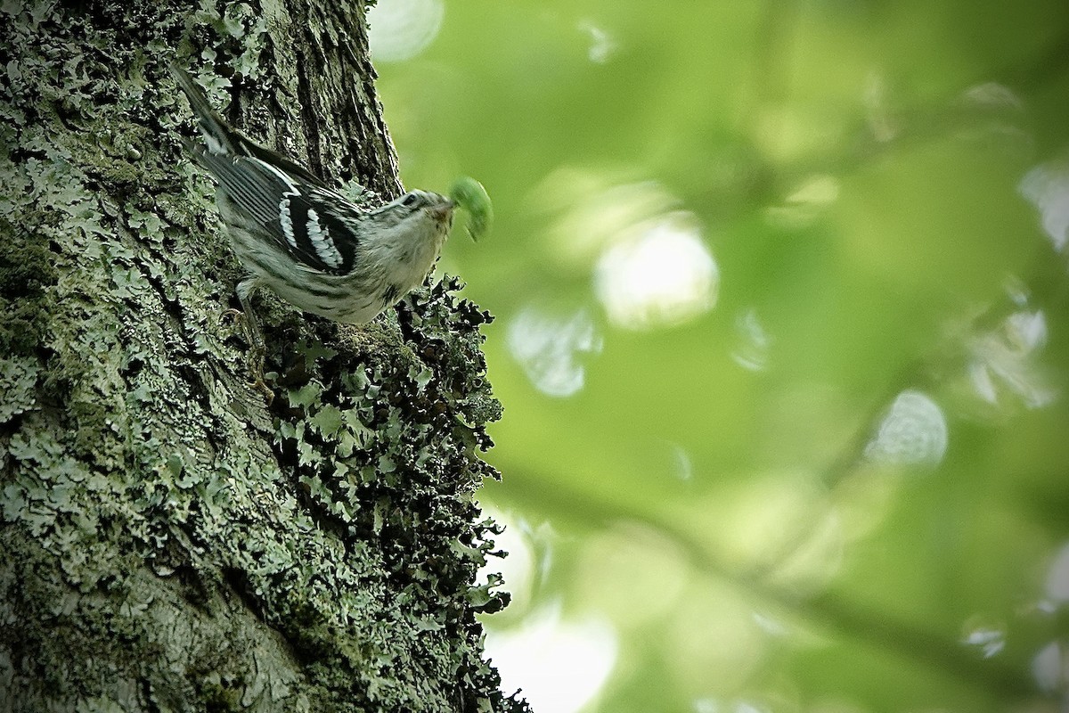 Black-and-white Warbler - ML619752142