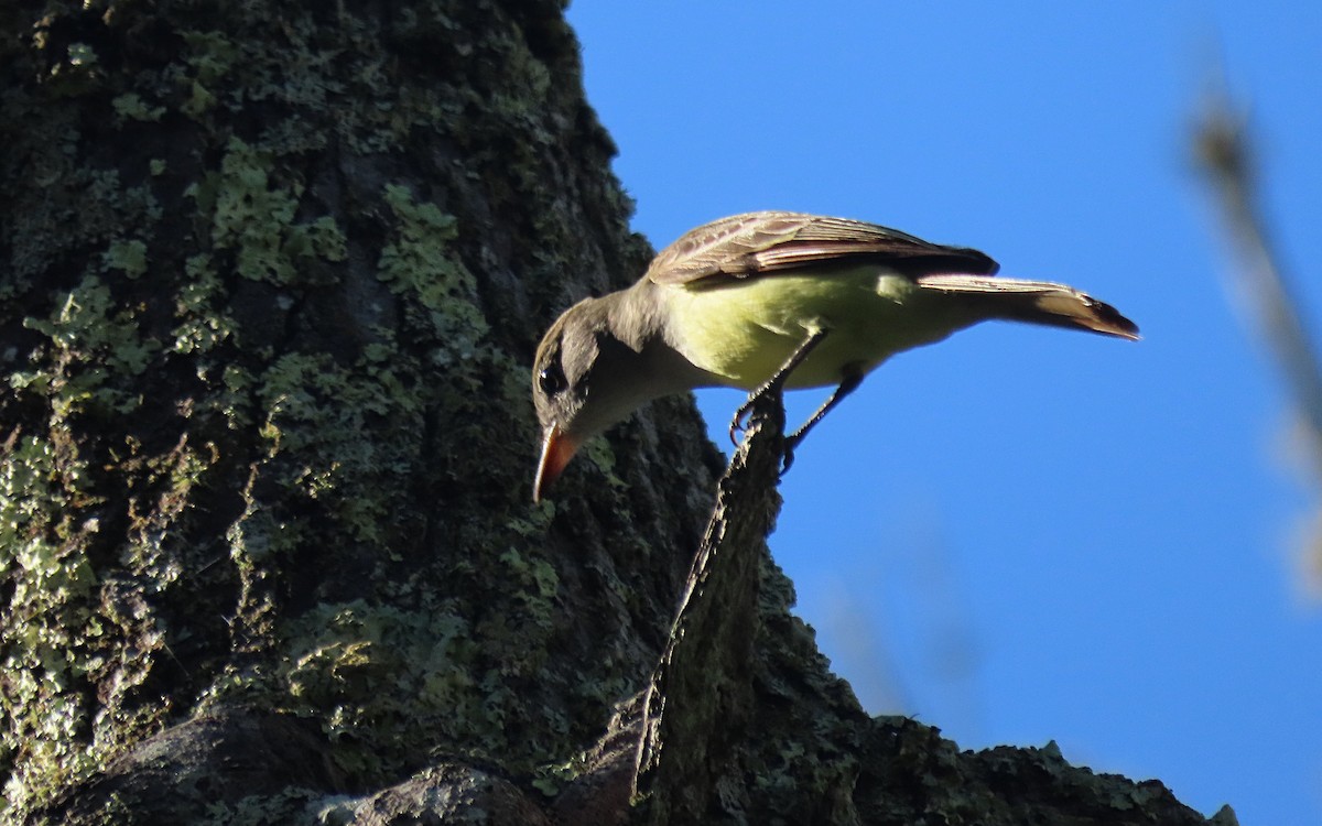 Great Crested Flycatcher - ML619752157