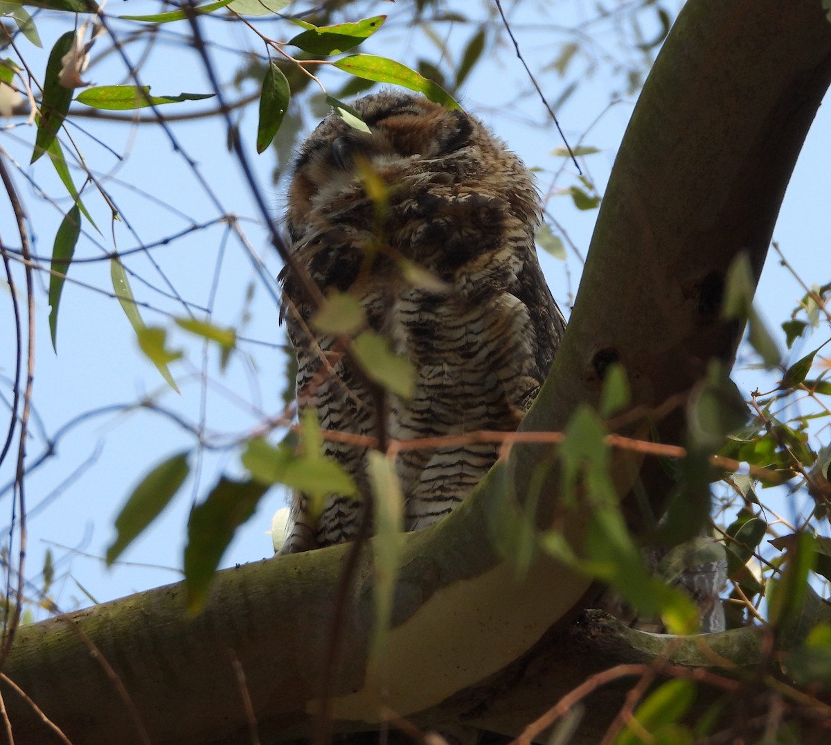 Great Horned Owl - ML619752175