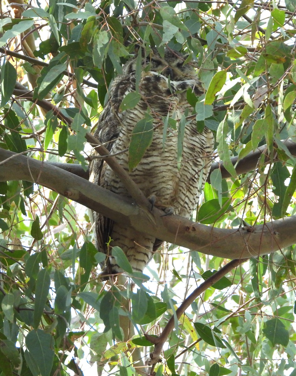 Great Horned Owl - ML619752185