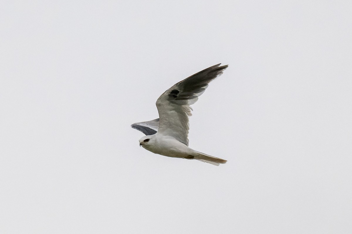 White-tailed Kite - ML619752189