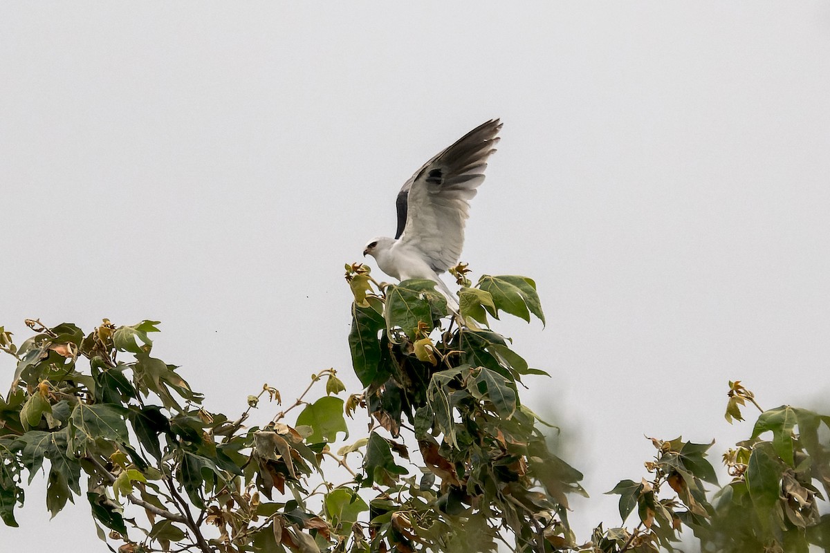 White-tailed Kite - ML619752191