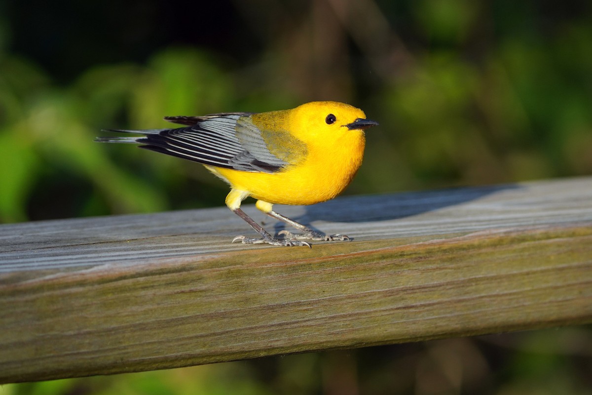 Prothonotary Warbler - ML619752209
