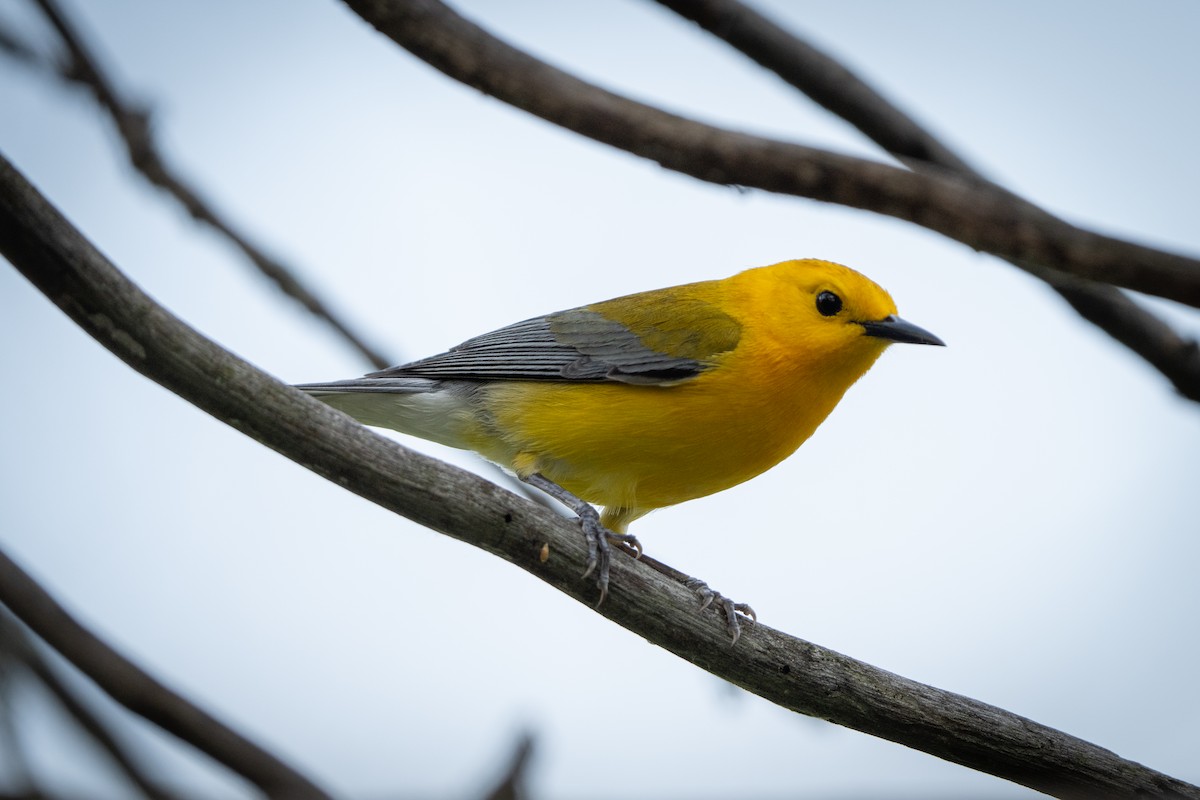 Prothonotary Warbler - ML619752210