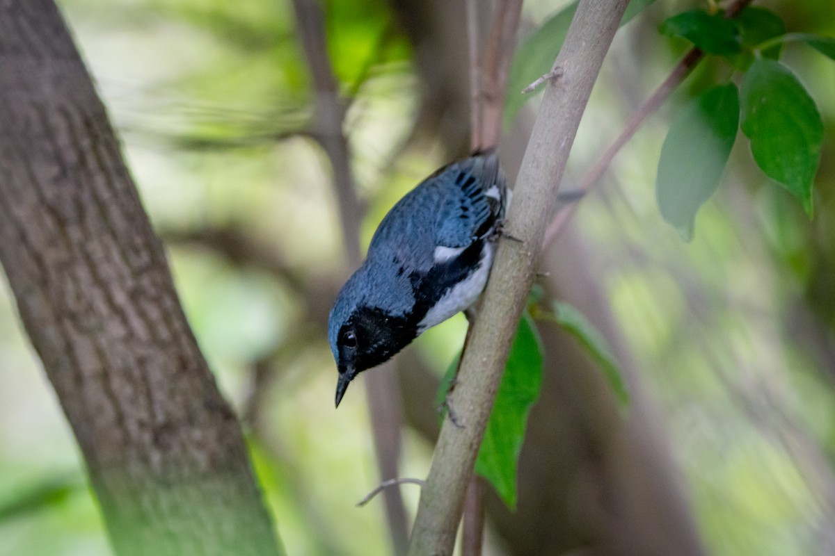 Black-throated Blue Warbler - ML619752244