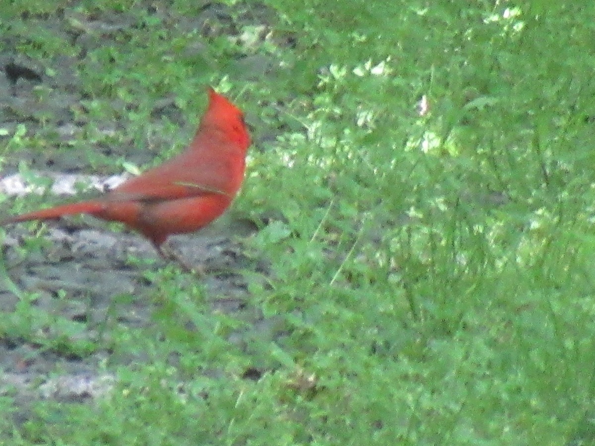 Cardinal rouge - ML619752245