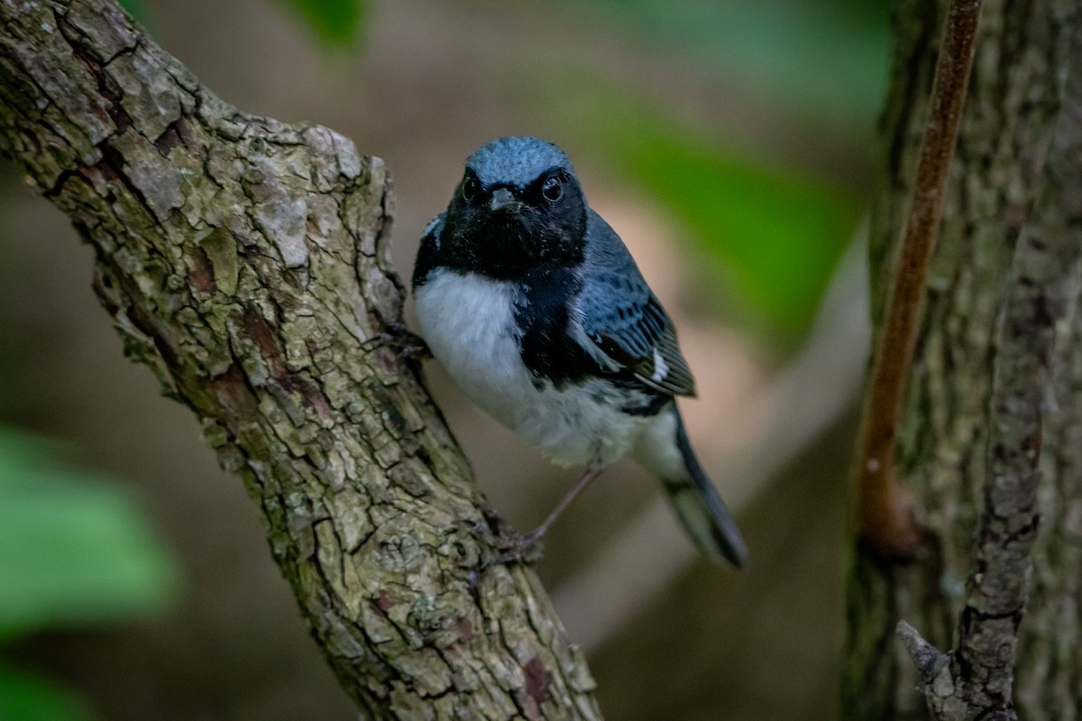 Black-throated Blue Warbler - ML619752246