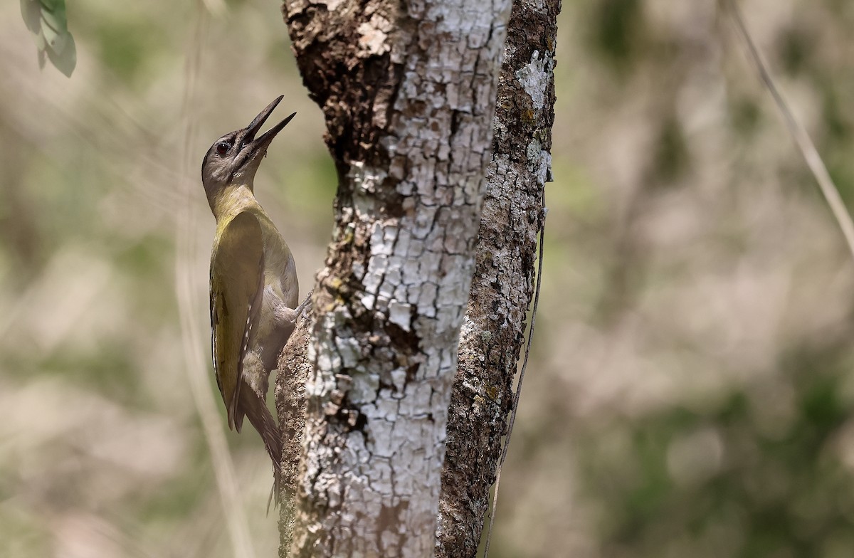 Gray-headed Woodpecker (Black-naped) - ML619752331