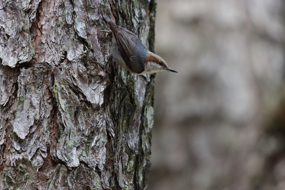 Brown-headed Nuthatch - ML619752382