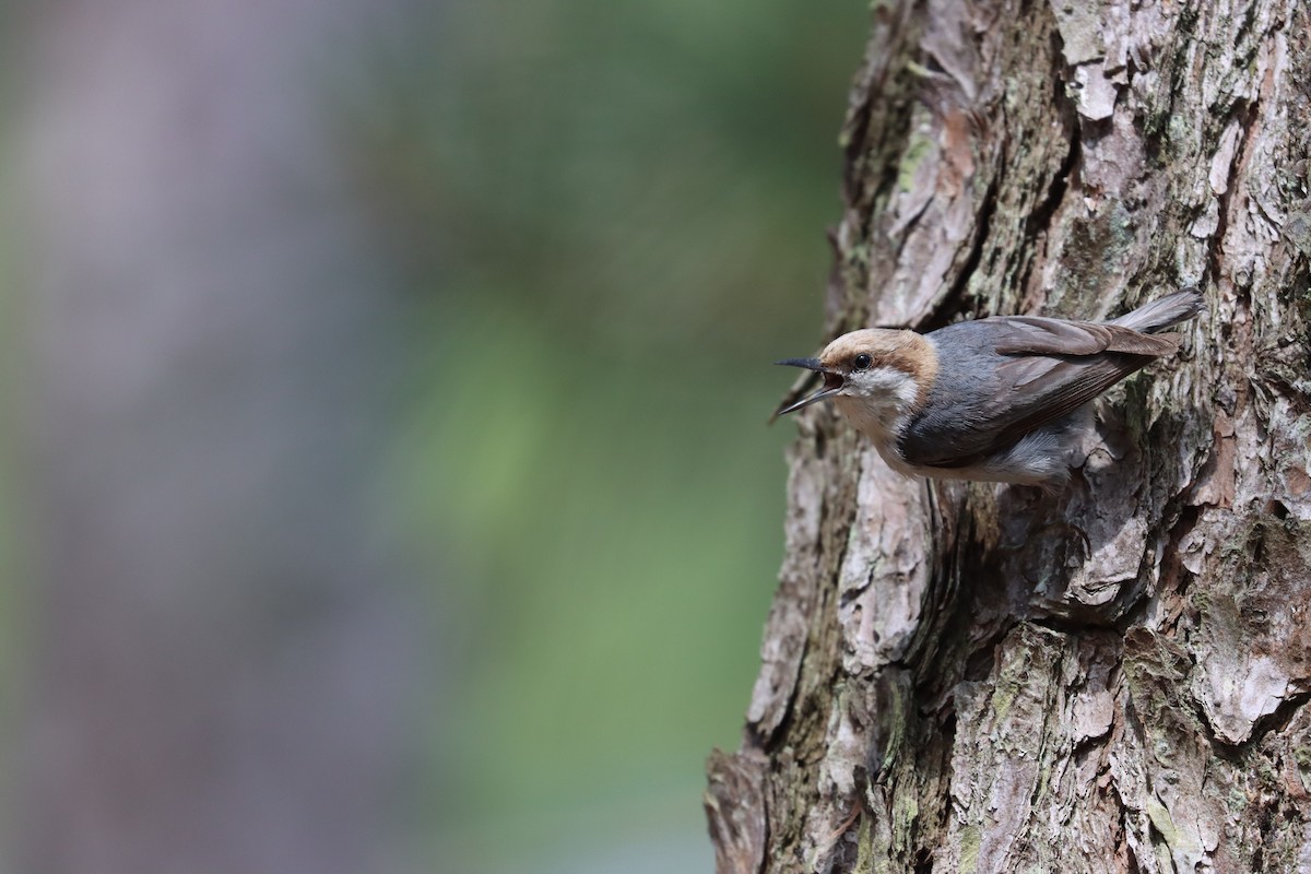 Brown-headed Nuthatch - ML619752384