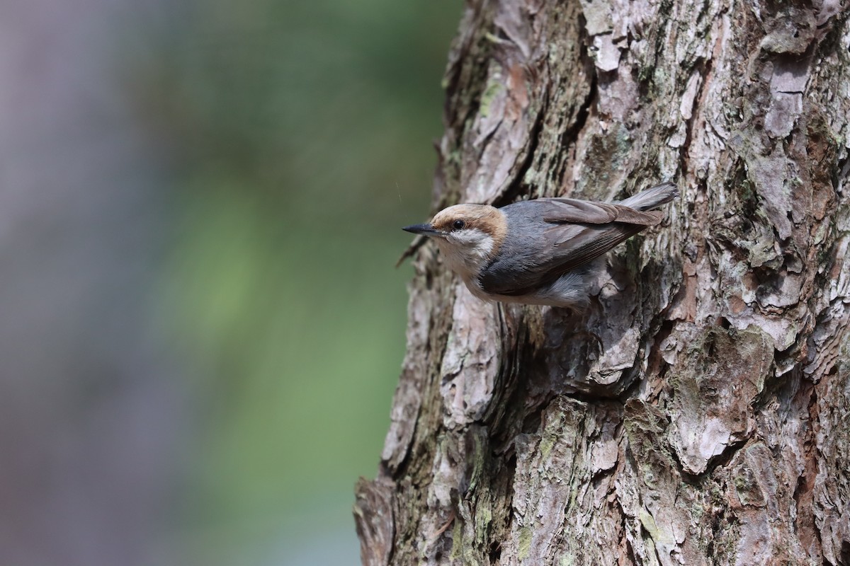 Brown-headed Nuthatch - ML619752386