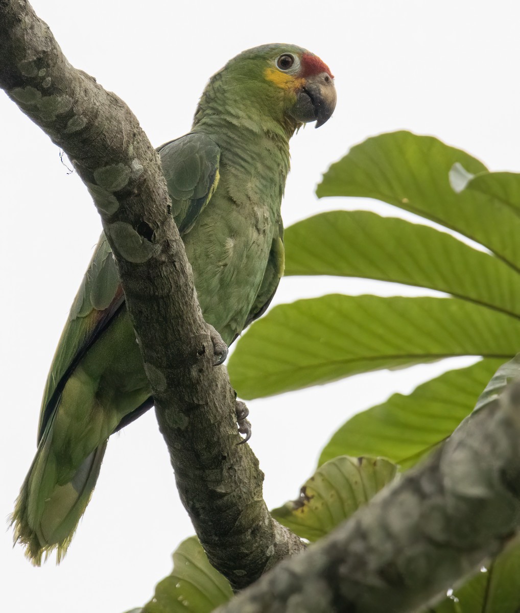 Red-lored Parrot - ML619752394