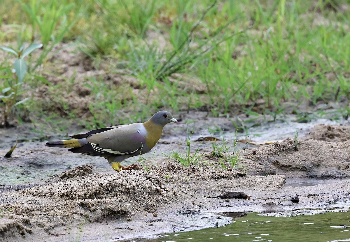 Yellow-footed Green-Pigeon - ML619752424