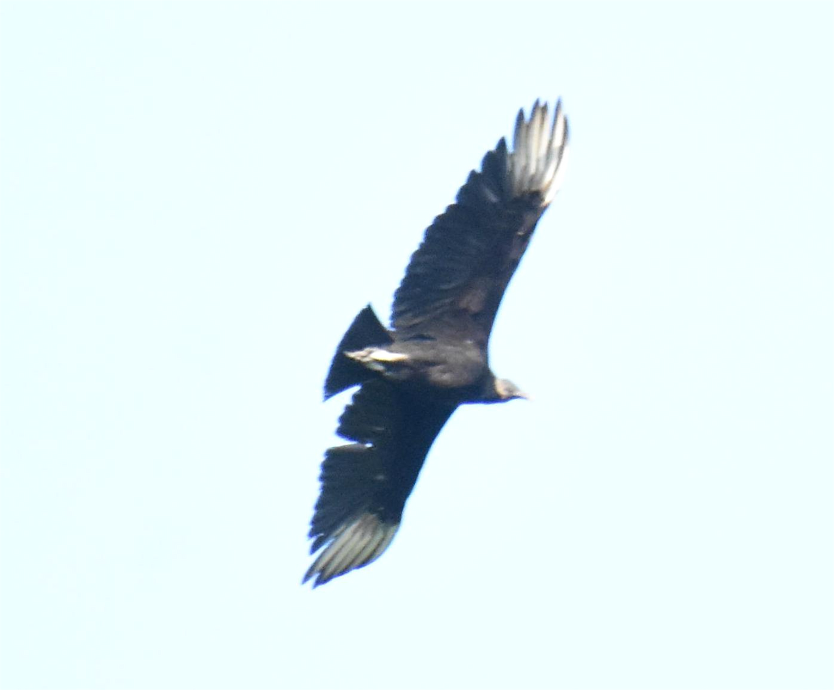 Black Vulture - ML619752457