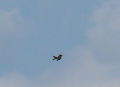 Swallow-tailed Kite - ML619752459
