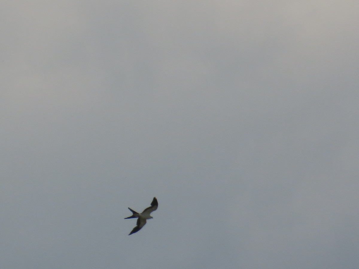 Swallow-tailed Kite - ML619752460