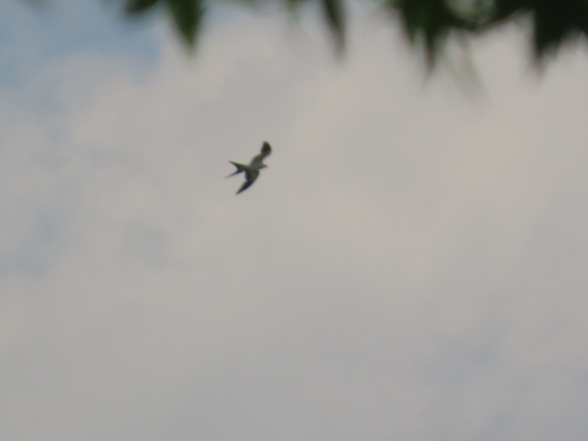 Swallow-tailed Kite - ML619752461