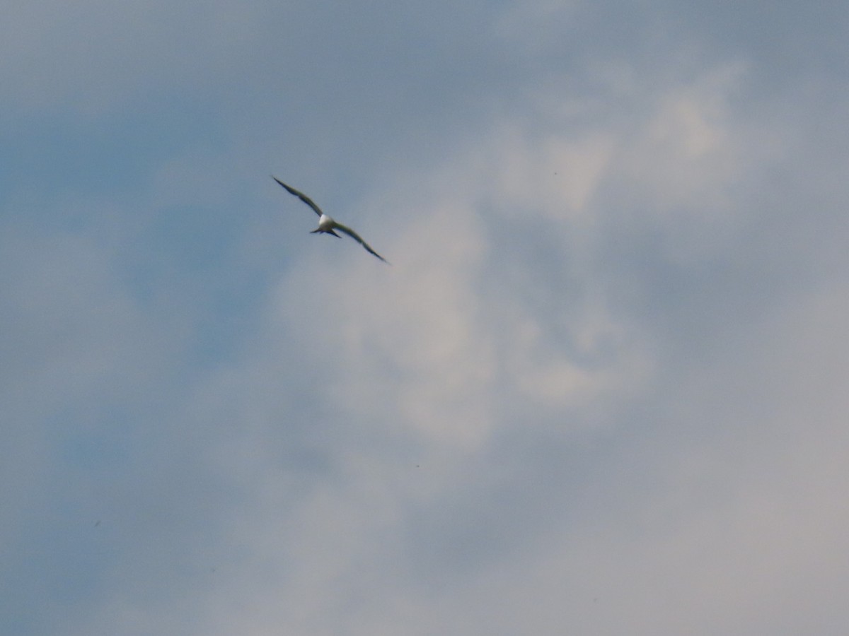 Swallow-tailed Kite - ML619752462