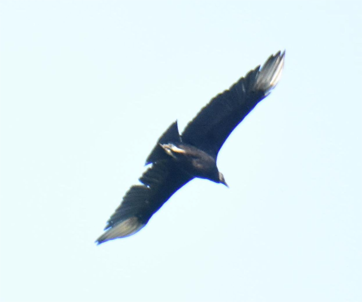Black Vulture - ML619752463