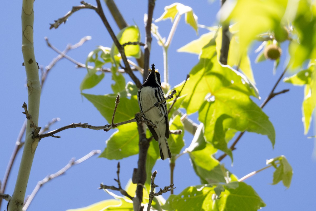 Black-throated Gray Warbler - ML619752465