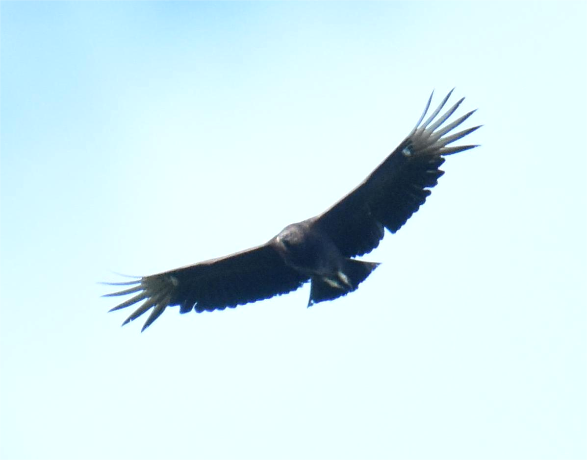 Black Vulture - ML619752466
