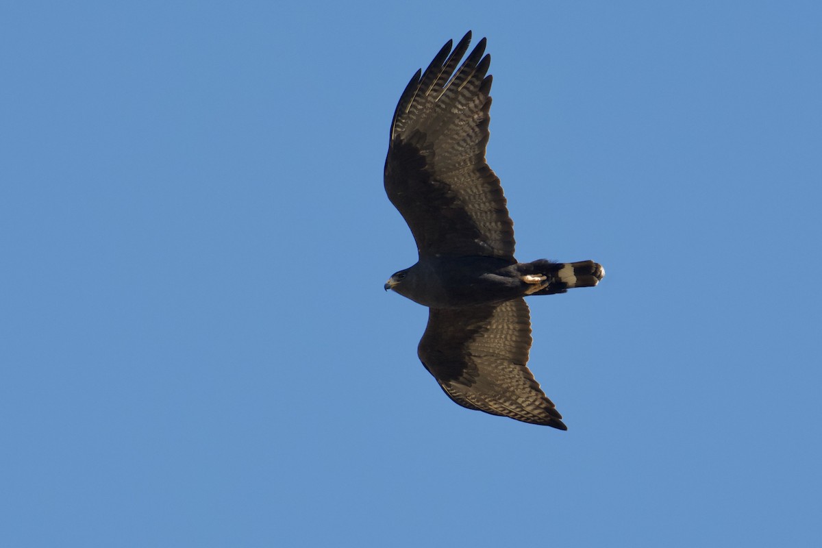 Zone-tailed Hawk - ML619752476