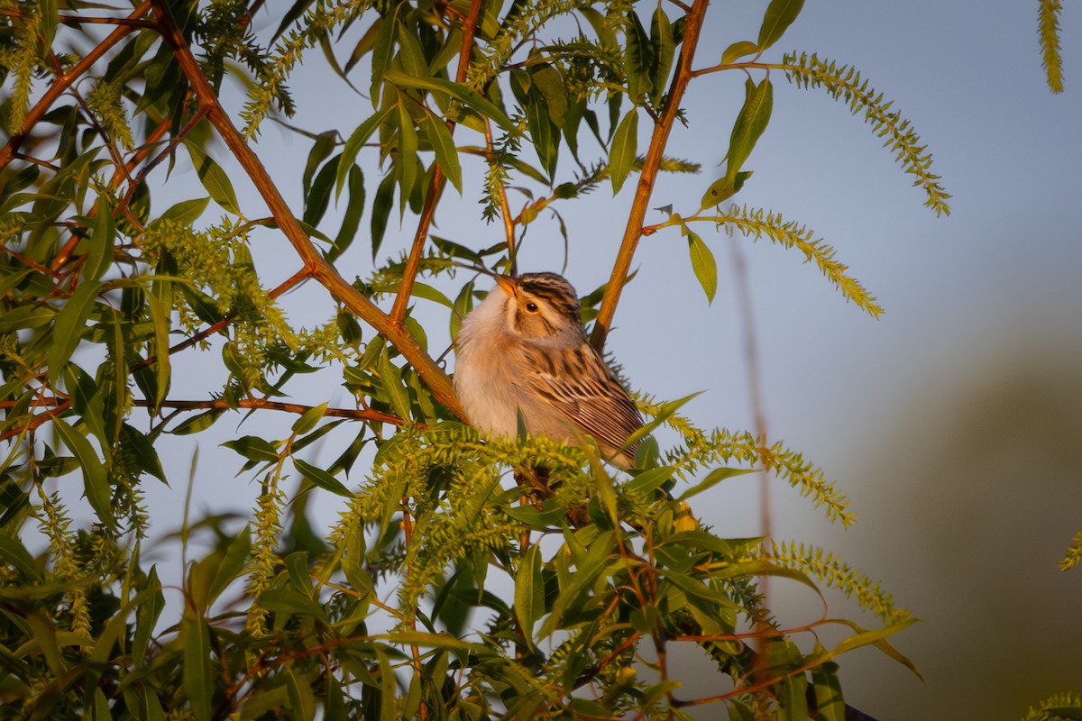Clay-colored Sparrow - ML619752518