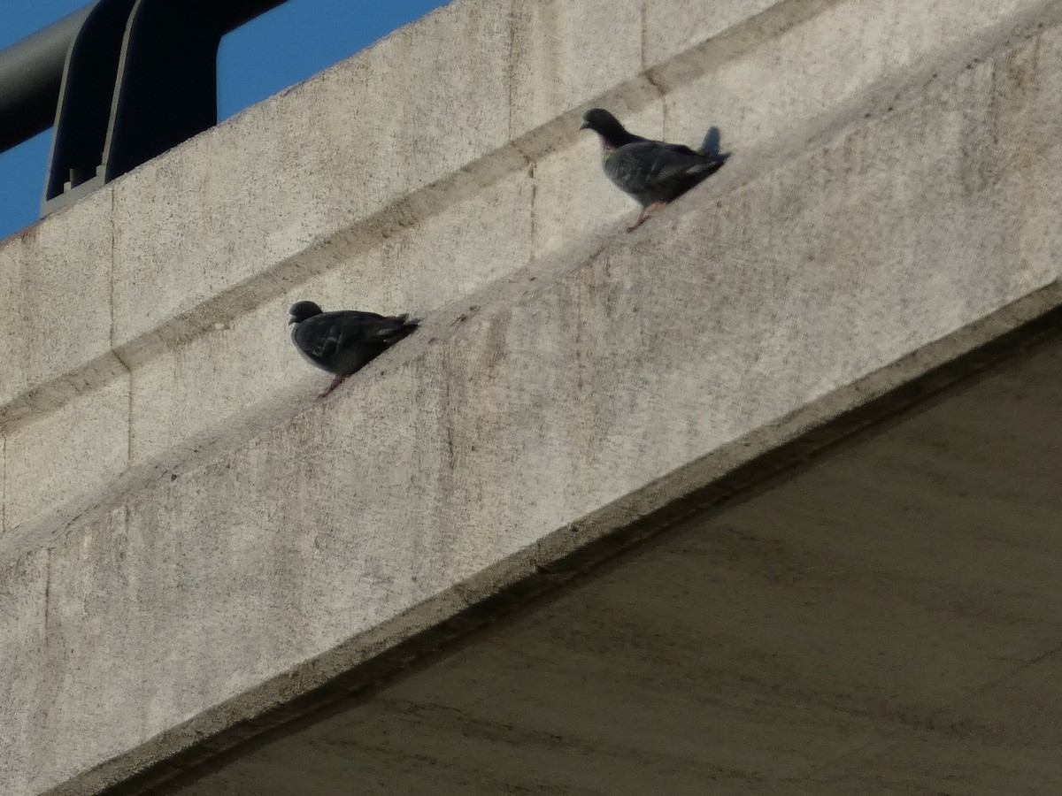 Rock Pigeon (Feral Pigeon) - ML619752534