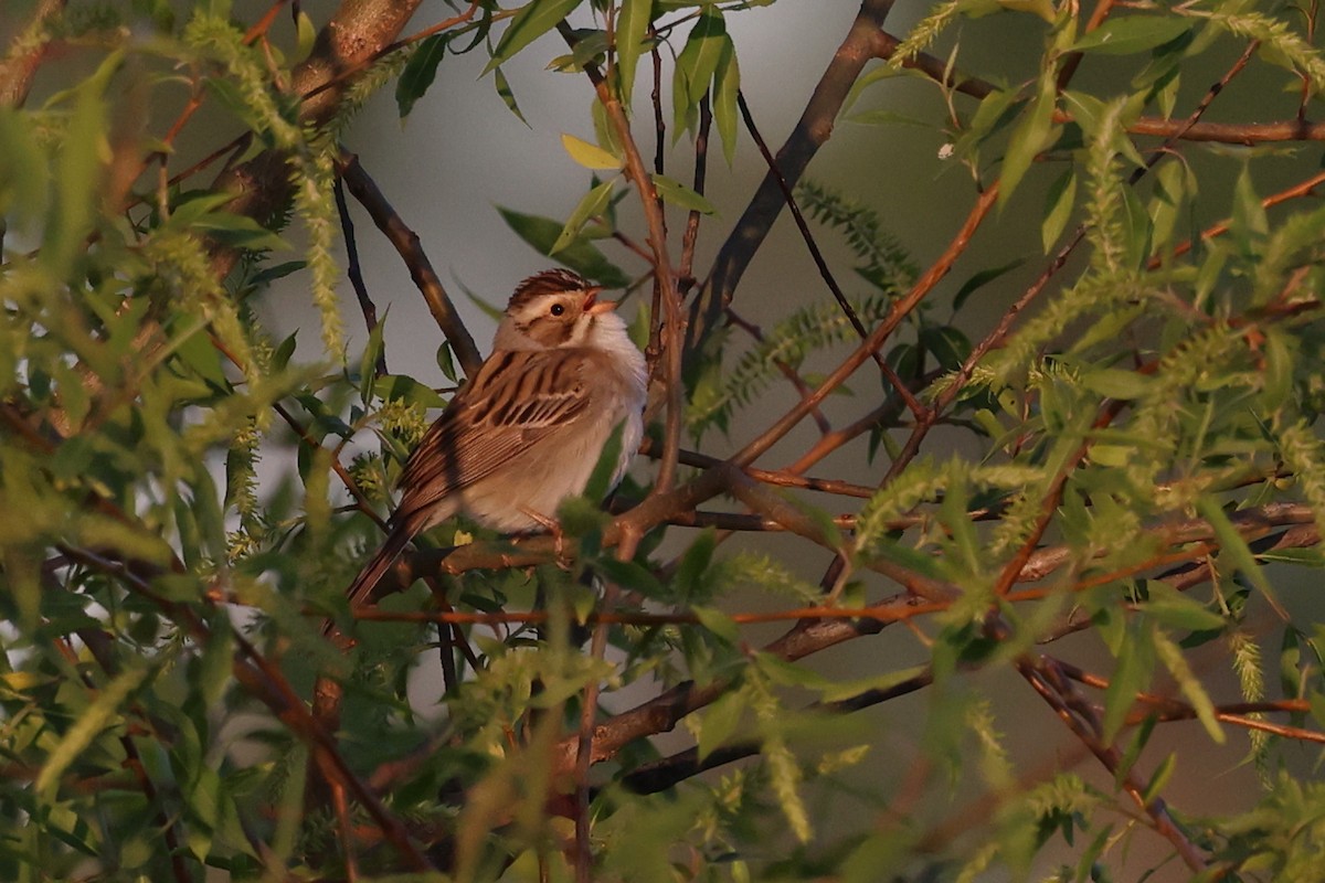 Clay-colored Sparrow - ML619752576