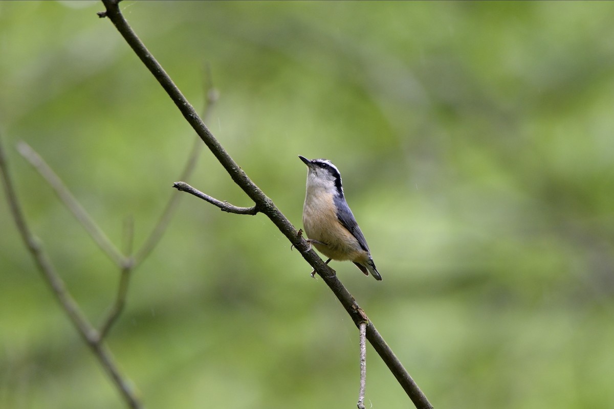 Red-breasted Nuthatch - ML619752617