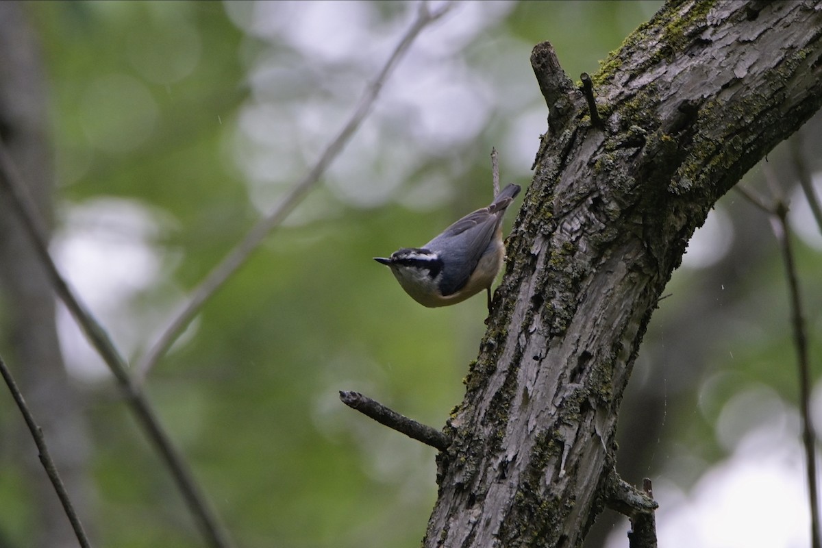Red-breasted Nuthatch - ML619752620