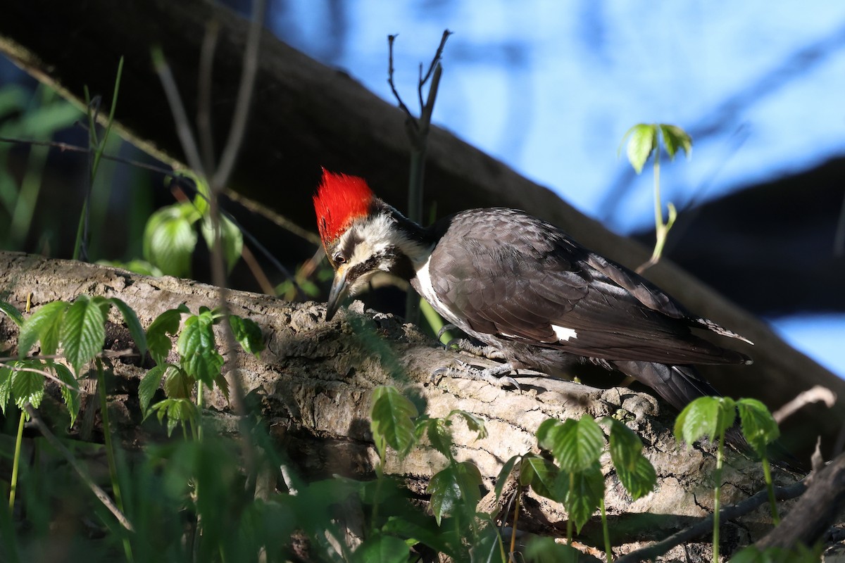 Pileated Woodpecker - ML619752635