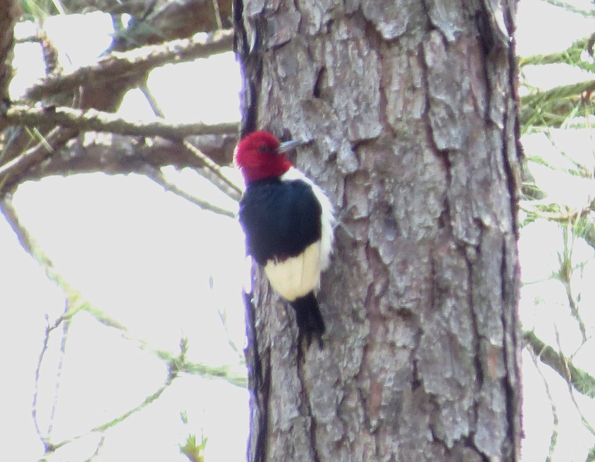 Red-headed Woodpecker - ML619752639