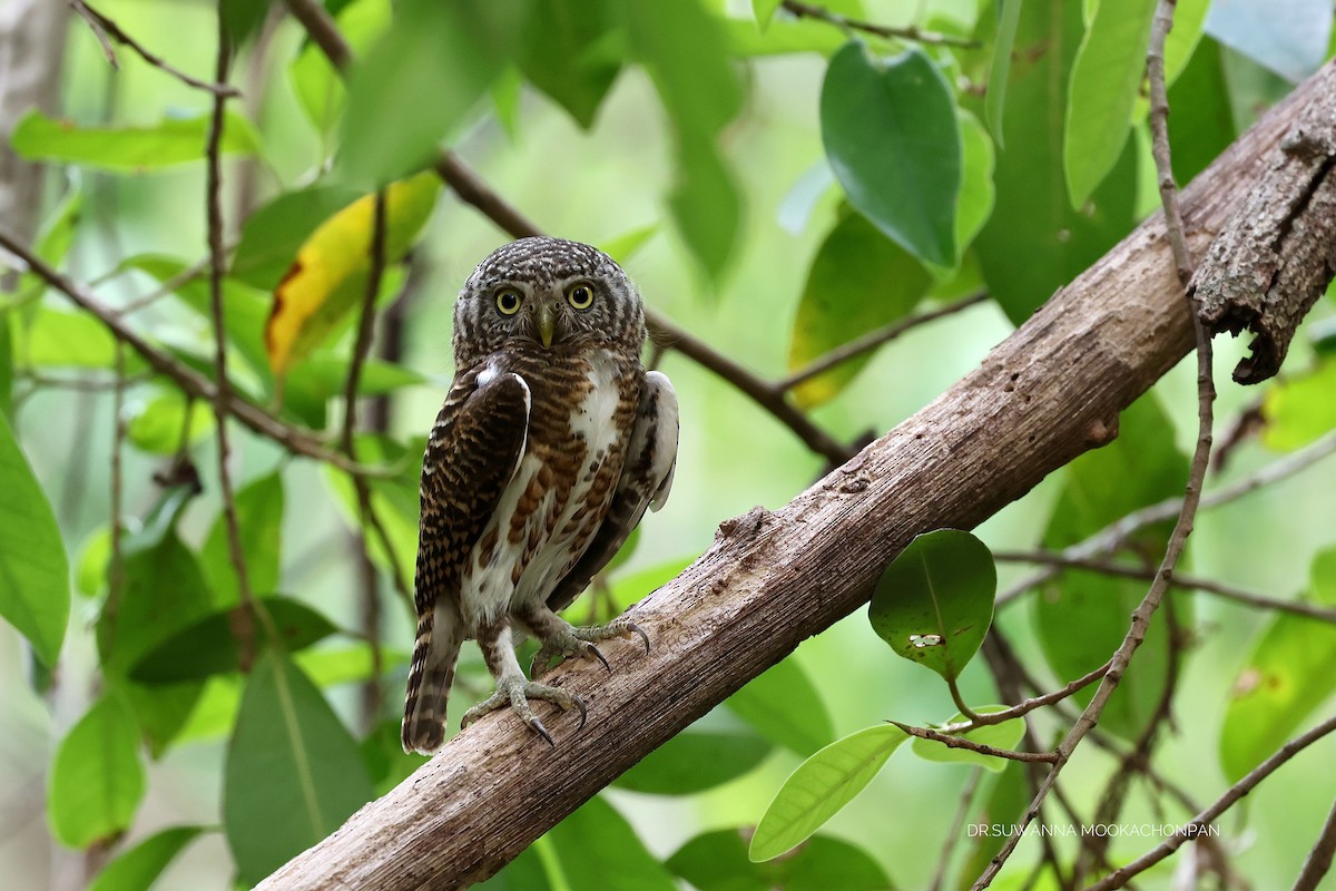 Collared Owlet - ML619752695