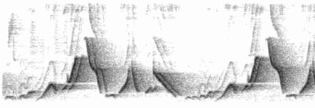 Düz Kuyruklu Çıtkuşu [euophrys grubu] - ML619752723