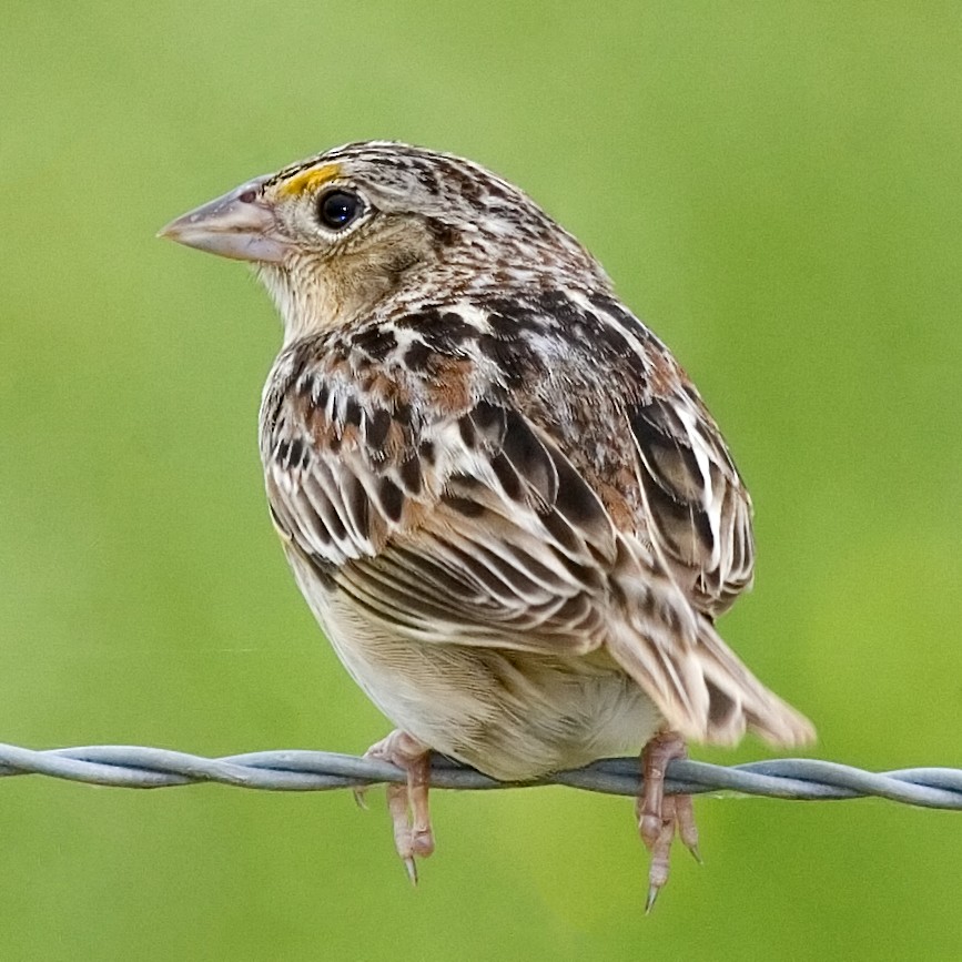 Grasshopper Sparrow - ML619752744