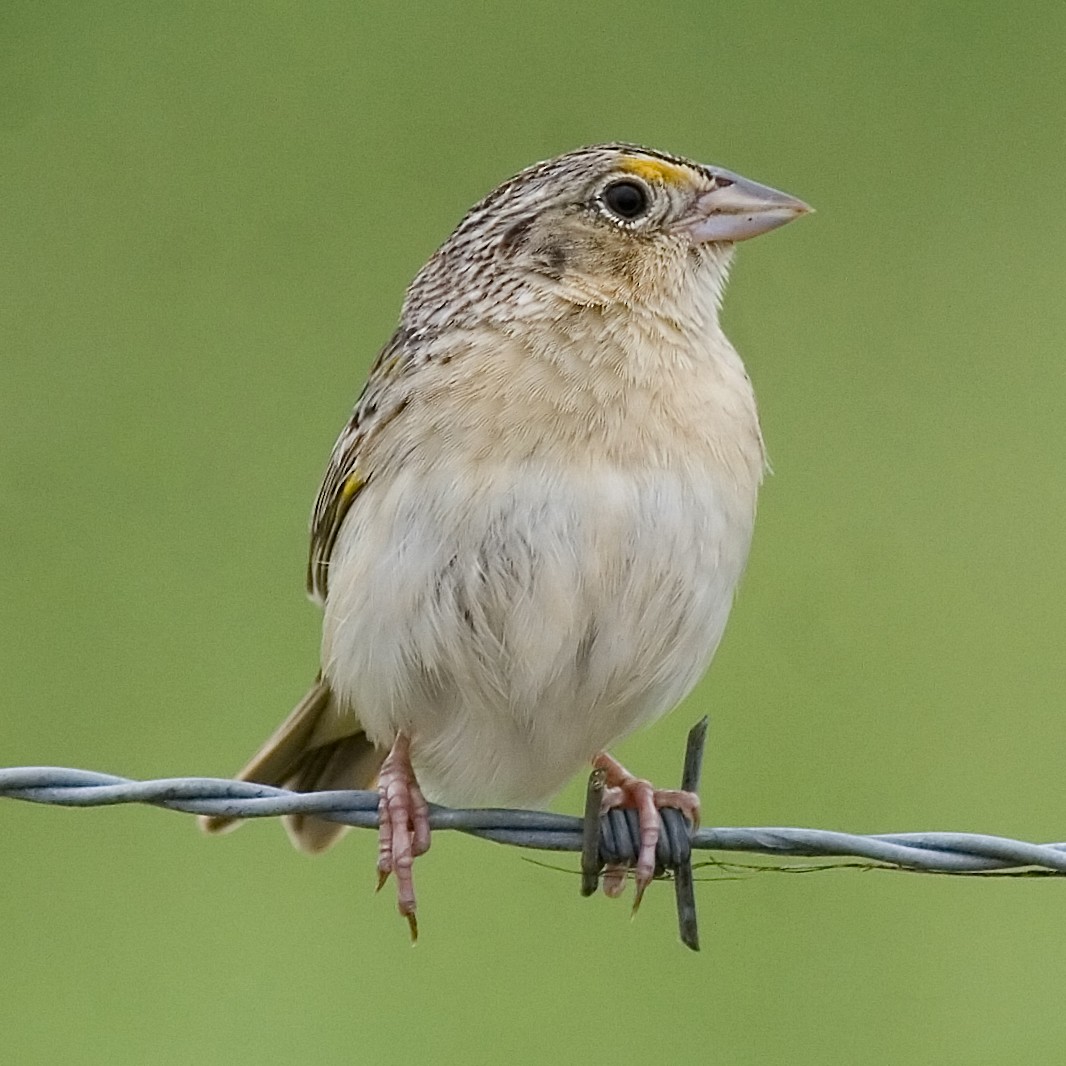Grasshopper Sparrow - ML619752749