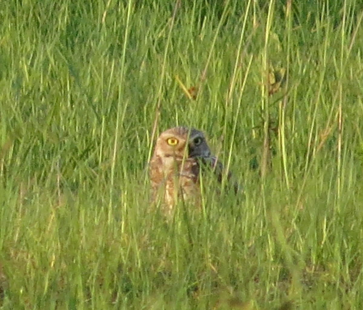 Burrowing Owl - ML619752797
