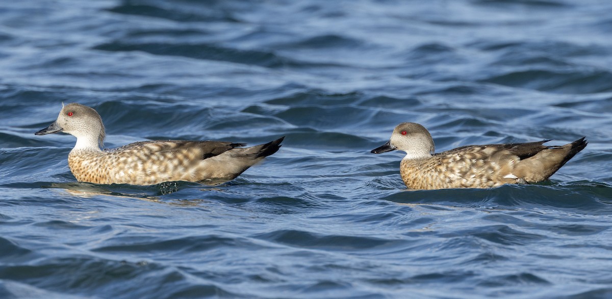 Crested Duck - ML619752892