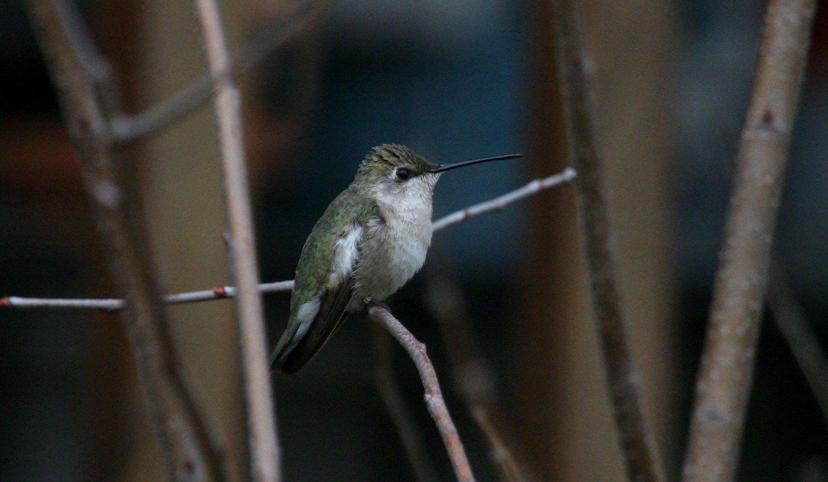 Black-chinned Hummingbird - ML619752906