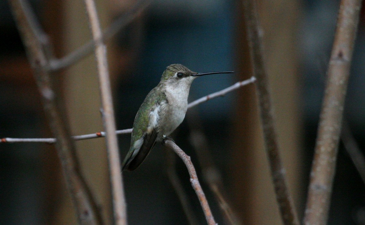 Black-chinned Hummingbird - ML619752907