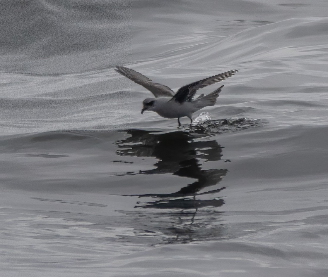 Fork-tailed Storm-Petrel - ML619752936