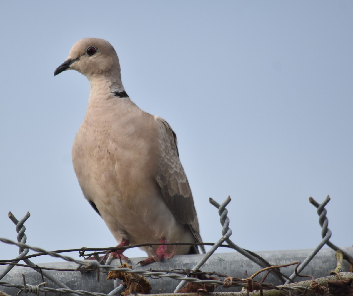 African Collared-Dove - ML619752938