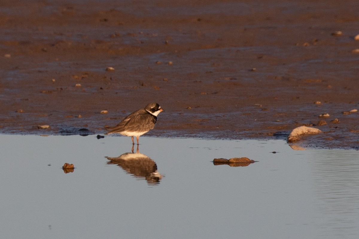 Semipalmated Plover - ML619752947