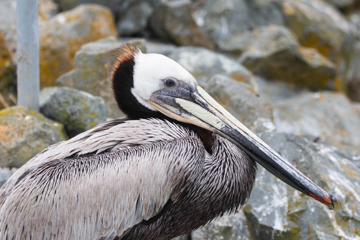 pelikán hnědý - ML619752981