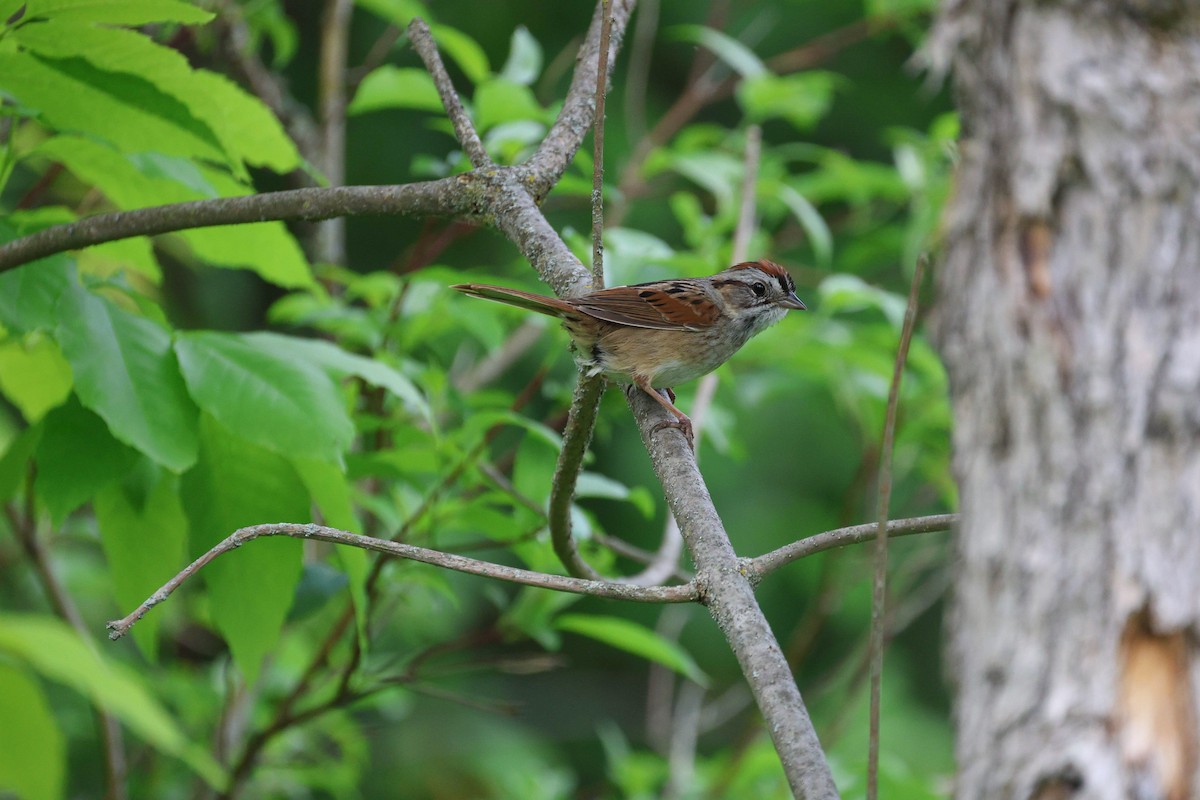 Swamp Sparrow - ML619752984