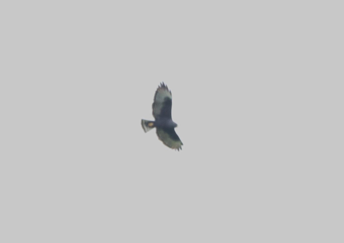 Short-tailed Hawk - ML619753009