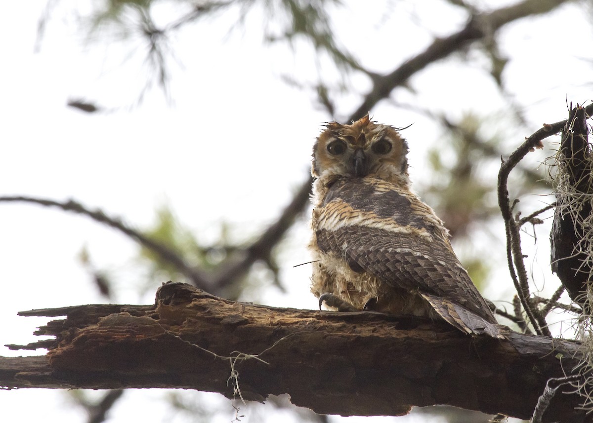 Great Horned Owl - ML619753027
