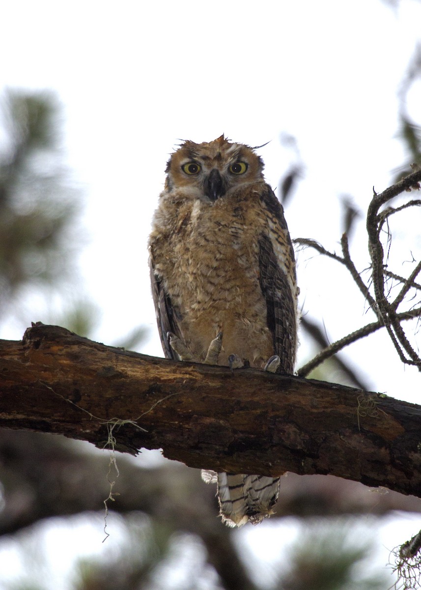 Great Horned Owl - ML619753028
